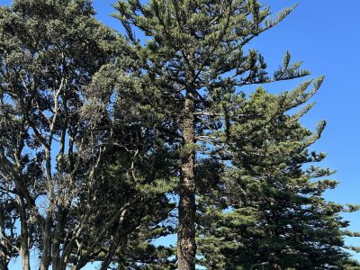 Whakatane2_Charlotte-Blakey